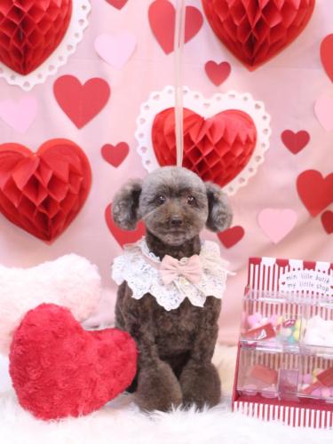 20240223モカくん